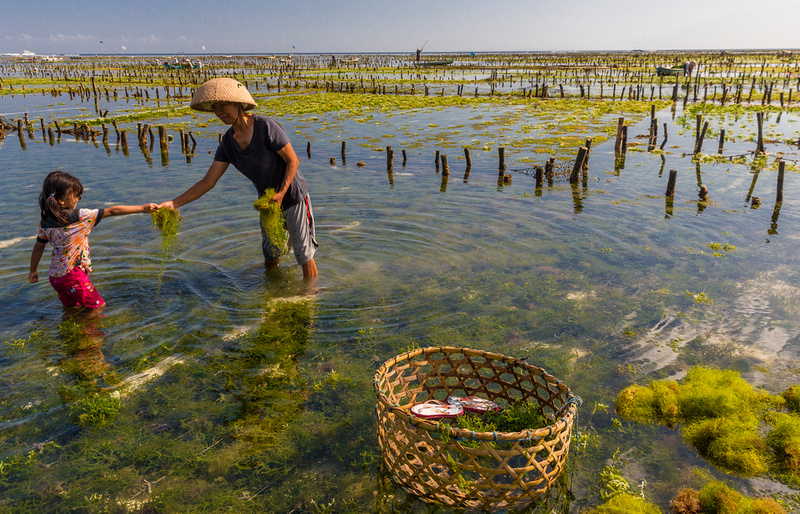 The Soul of Seaweed Farming